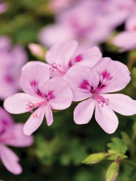 Pelargonium hybrid Lemona